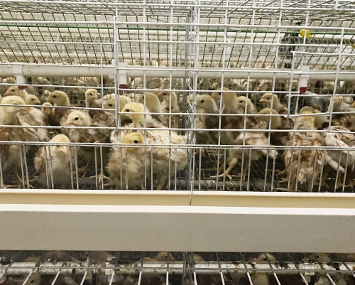京粉青年鸡