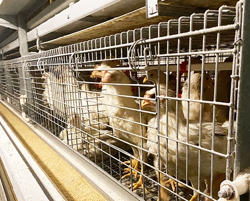 青年鸡养殖 青年鸡养殖