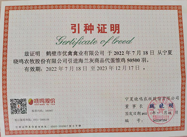 青年鸡价格
