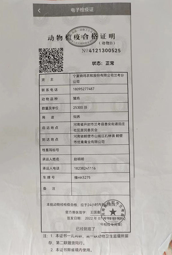 青年鸡价格