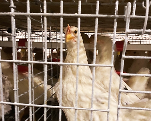 60日青年鸡价格