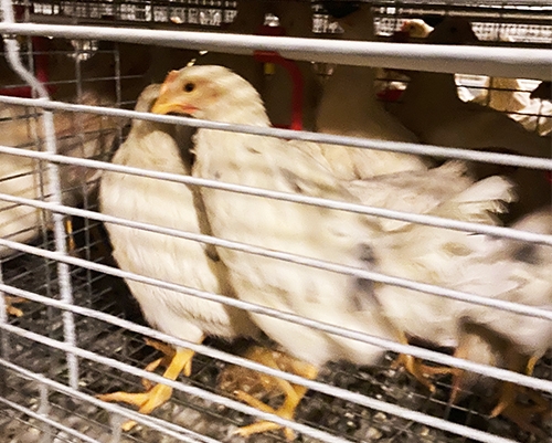 60日青年鸡价格