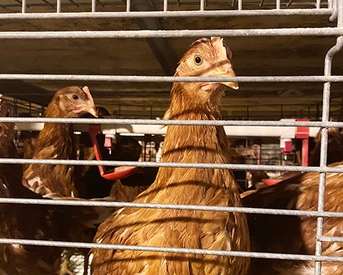  60日青年鸡价格