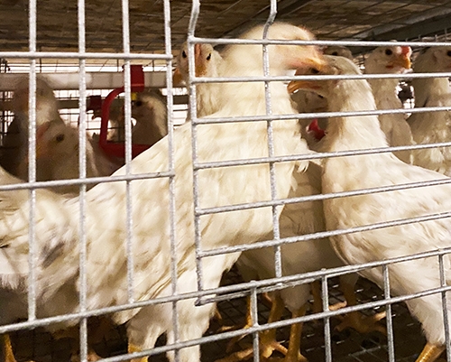 舞钢养殖海兰灰青年鸡厂家