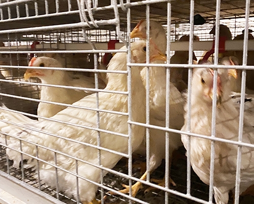 大治养殖蛋鸡青年鸡厂家