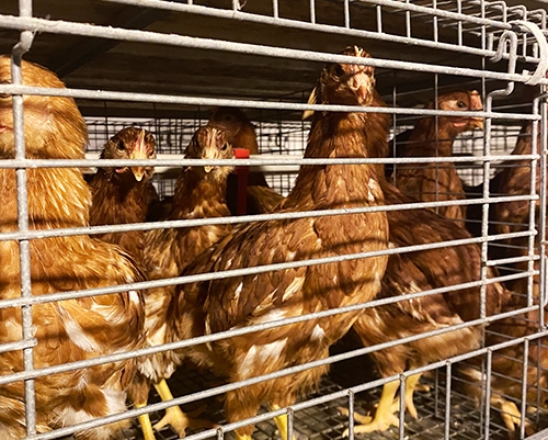 武汉养殖海兰灰青年鸡价格