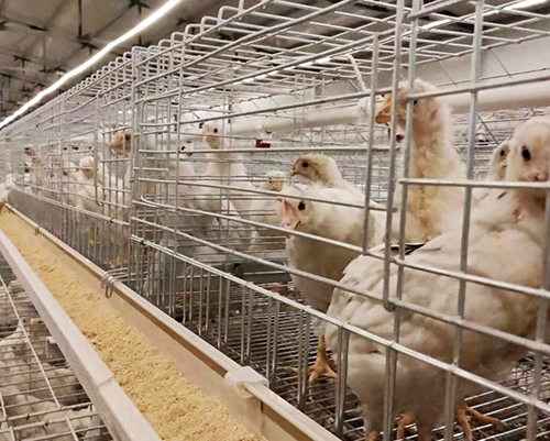 荥阳养殖京红青年鸡批发