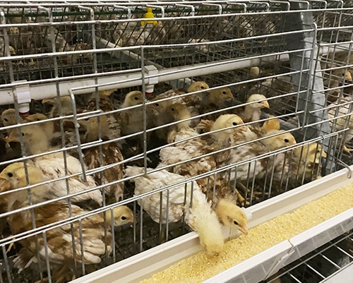 舞钢养殖海兰灰青年鸡厂家