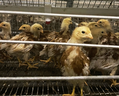 大治养殖蛋鸡青年鸡厂家