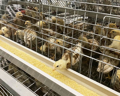 郑州养殖60天青年鸡价格