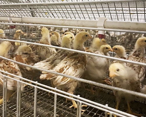 鄂州养殖海兰灰青年鸡价格